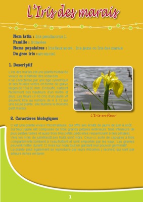 teinture iris Book
