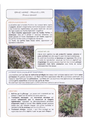 capparis spinosa Book