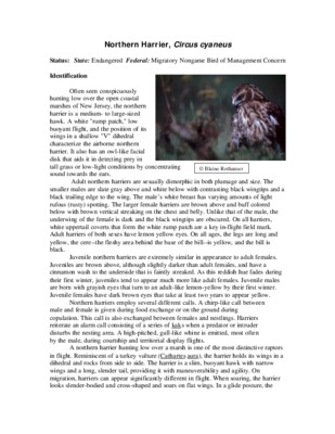 harrier Book