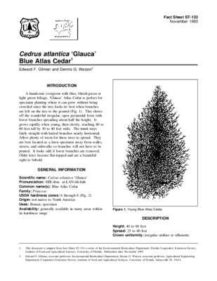valorisation de cedrus atlantica Book