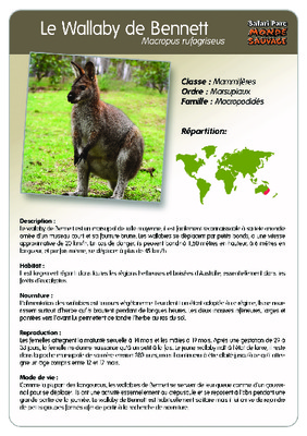 barbecue 4 bruleur wallaby Book