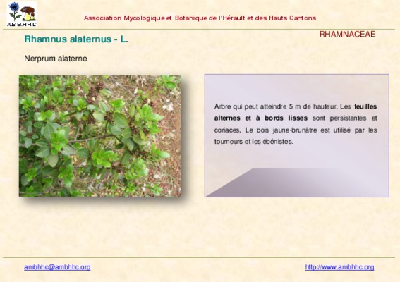 6 alaterne nerprun alaterne rhammus alaternus l Book