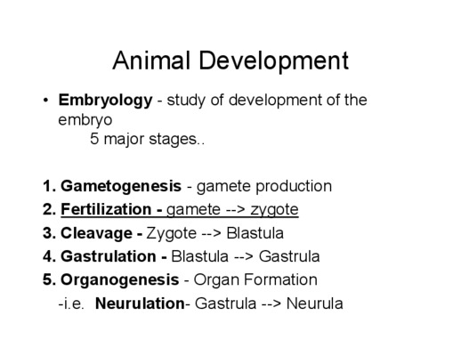 development of heart in animal Book