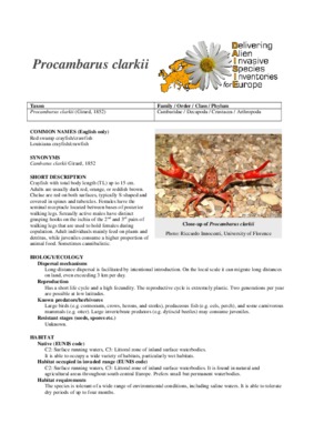 procambarus Book