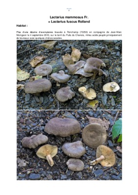 fuscus Book