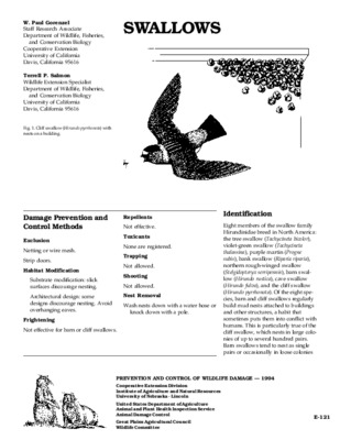 swallows Book