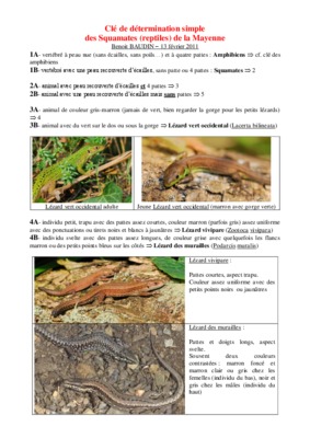reptiles de squamates Book
