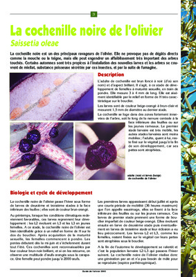 cochenille Book