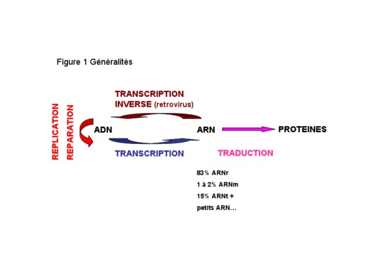 exercices corriges transcription adn listes des fichiers pdf exercices corriges transcription adn Book