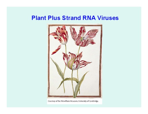 strand Book