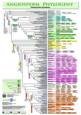 phylogeny Book