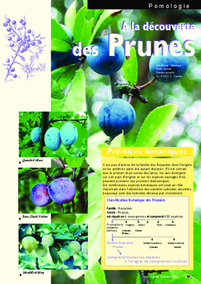 prunes Book