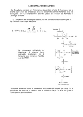 lipides oxydation Book