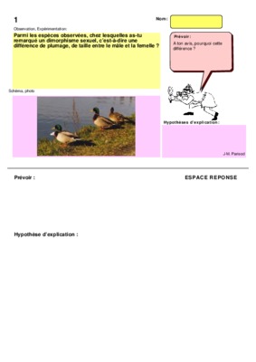 dimorphisme Book