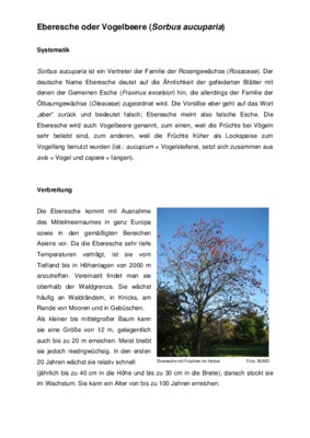 sorbus Book