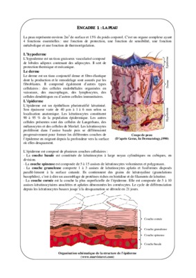 schema hypoderme Book