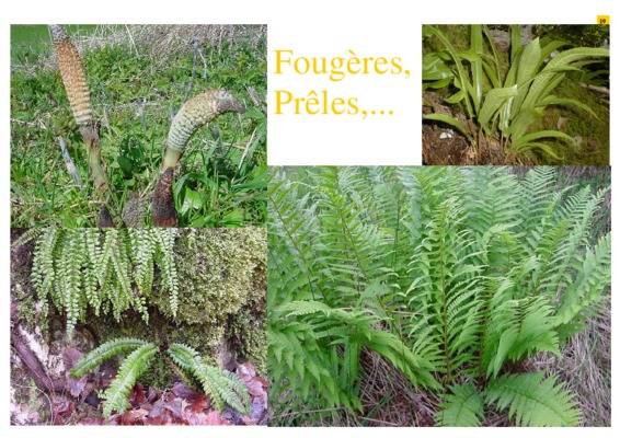 preles Book