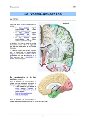 l_acetylcholinesterase dans le cortex et le tronc cerebrale Book