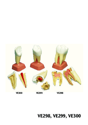 dentis Book