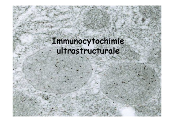 immunocytochimie Book