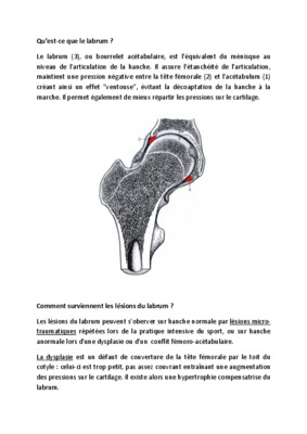 labrum Book