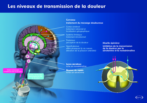 transmission de la douleur Book