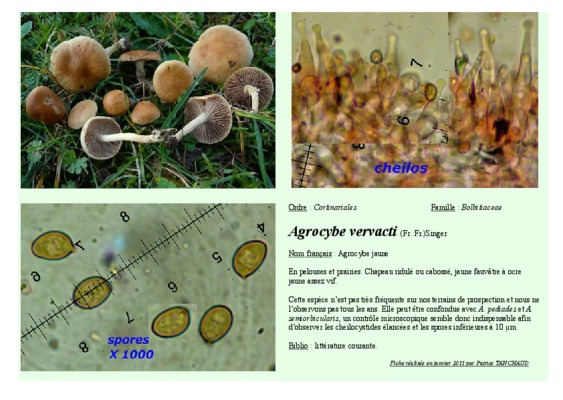 agrocybe Book