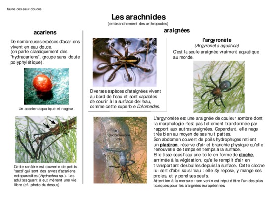 les acariens Book