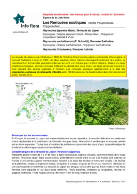 polygonaceae Book