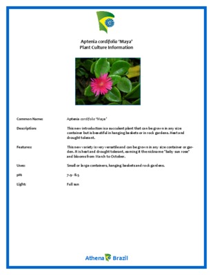aptenia cordifolia Book