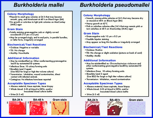 identification du genre burkholderia Book