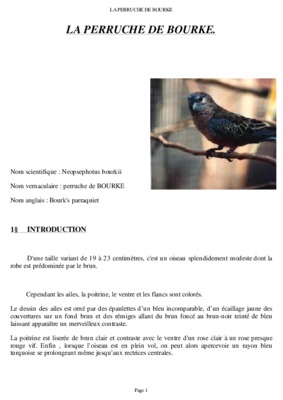 perruche bourke Book