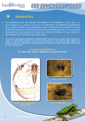 leurrer Book