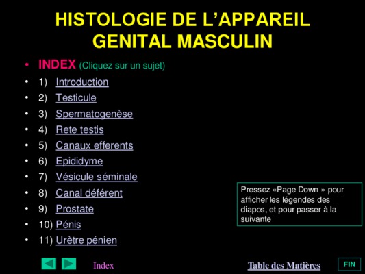 organe masculin Book