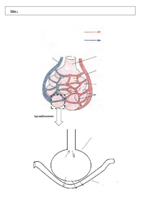 alveole pulmonaire shemas Book