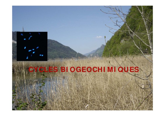 biogeochimiques marin Book