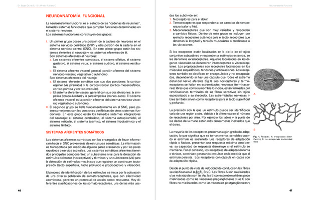 neuroanatomia clinica Book