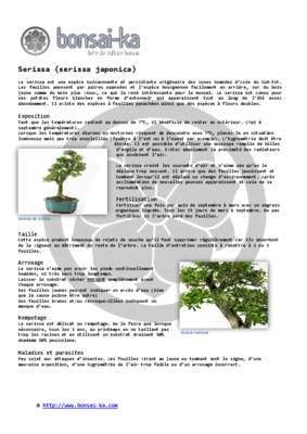 serissa Book