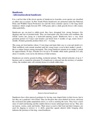 bandicoots Book