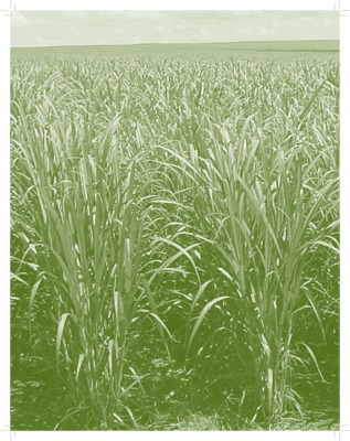 bioethanol de canne a sucre Book