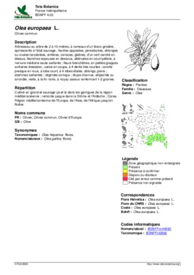 olea europaea culture en algerie Book