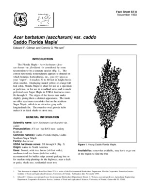 saccharum Book