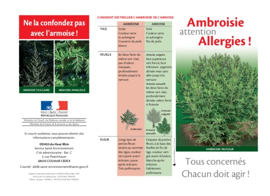 armoise algerie Book