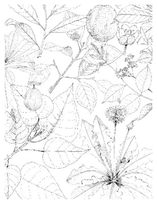 oro colombiano Book