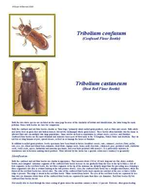 tribolium castaneum Book