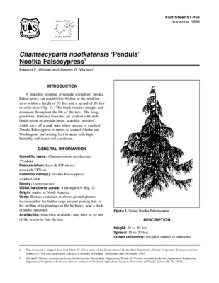 chamaecyparis Book