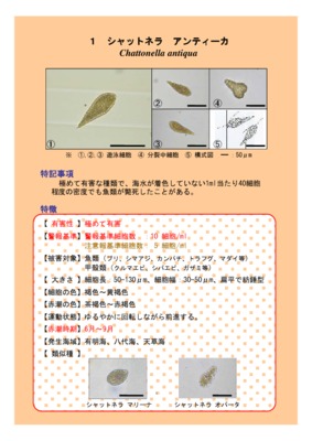 ars antiqua Book