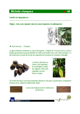michelia Book