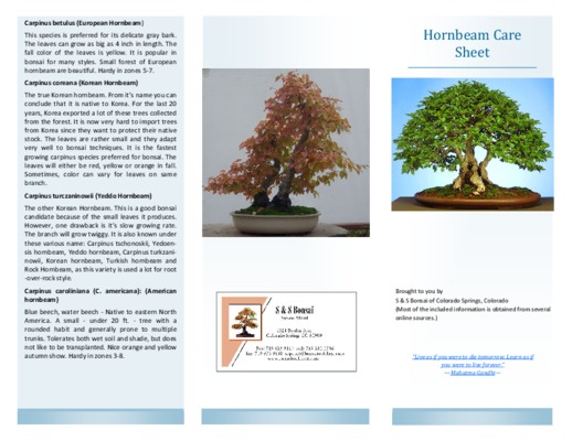 hornbeam Book