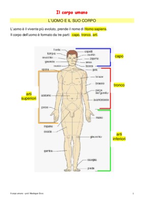 i muscoli gli arti il corpo umano Book